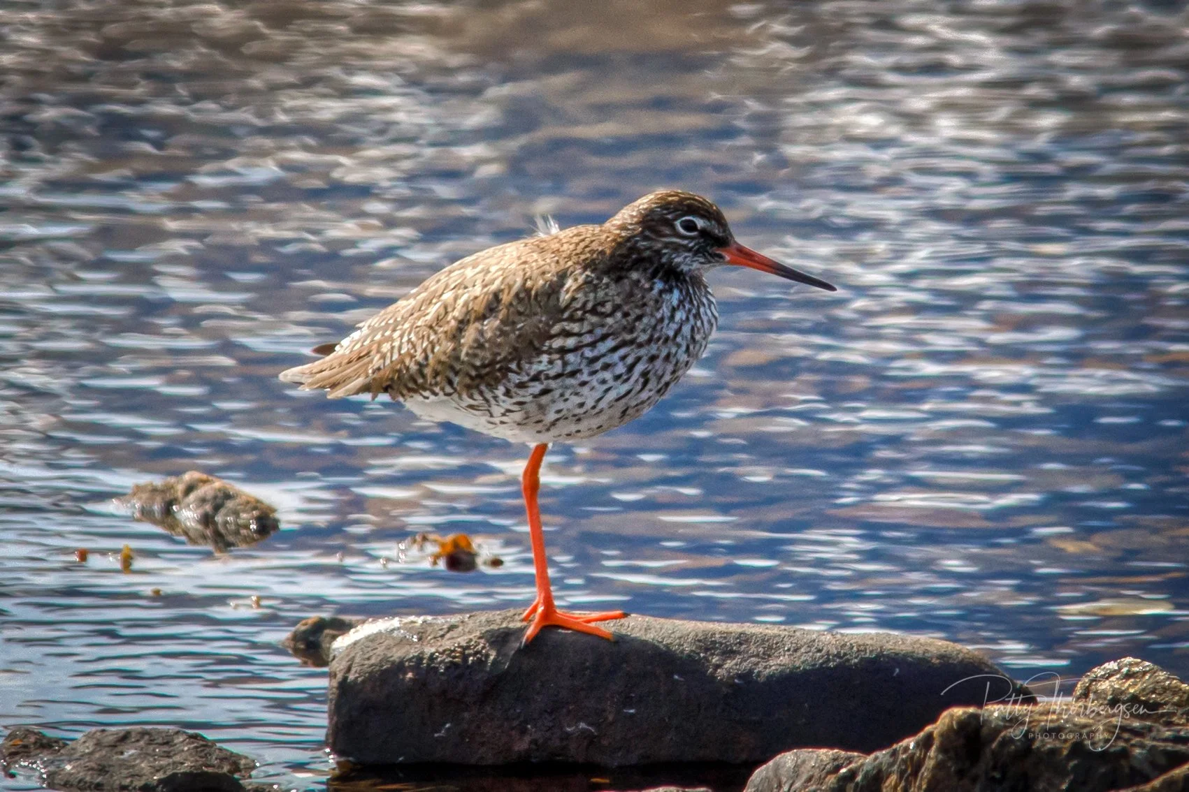 REDSHANK / TRINGA TOTANUS / RØDSTILK
