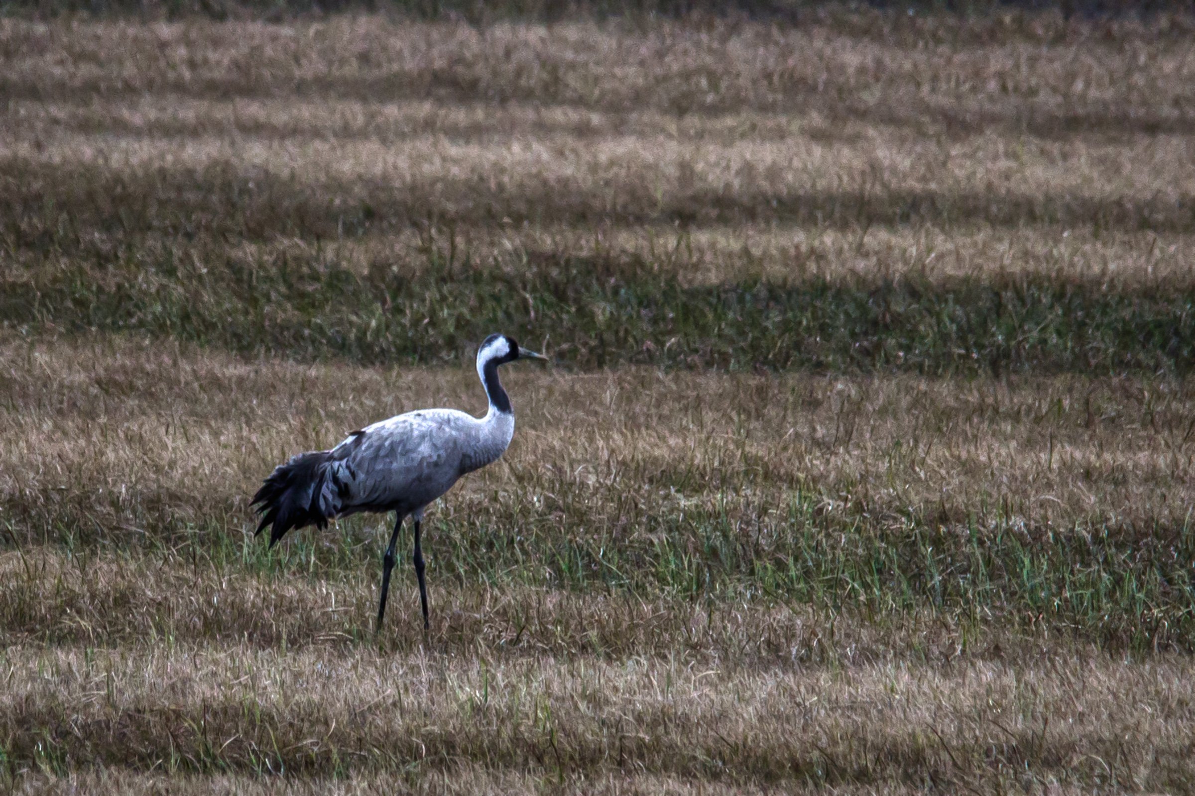 COMMON CRANE / GRUS GRUS / TRANE 