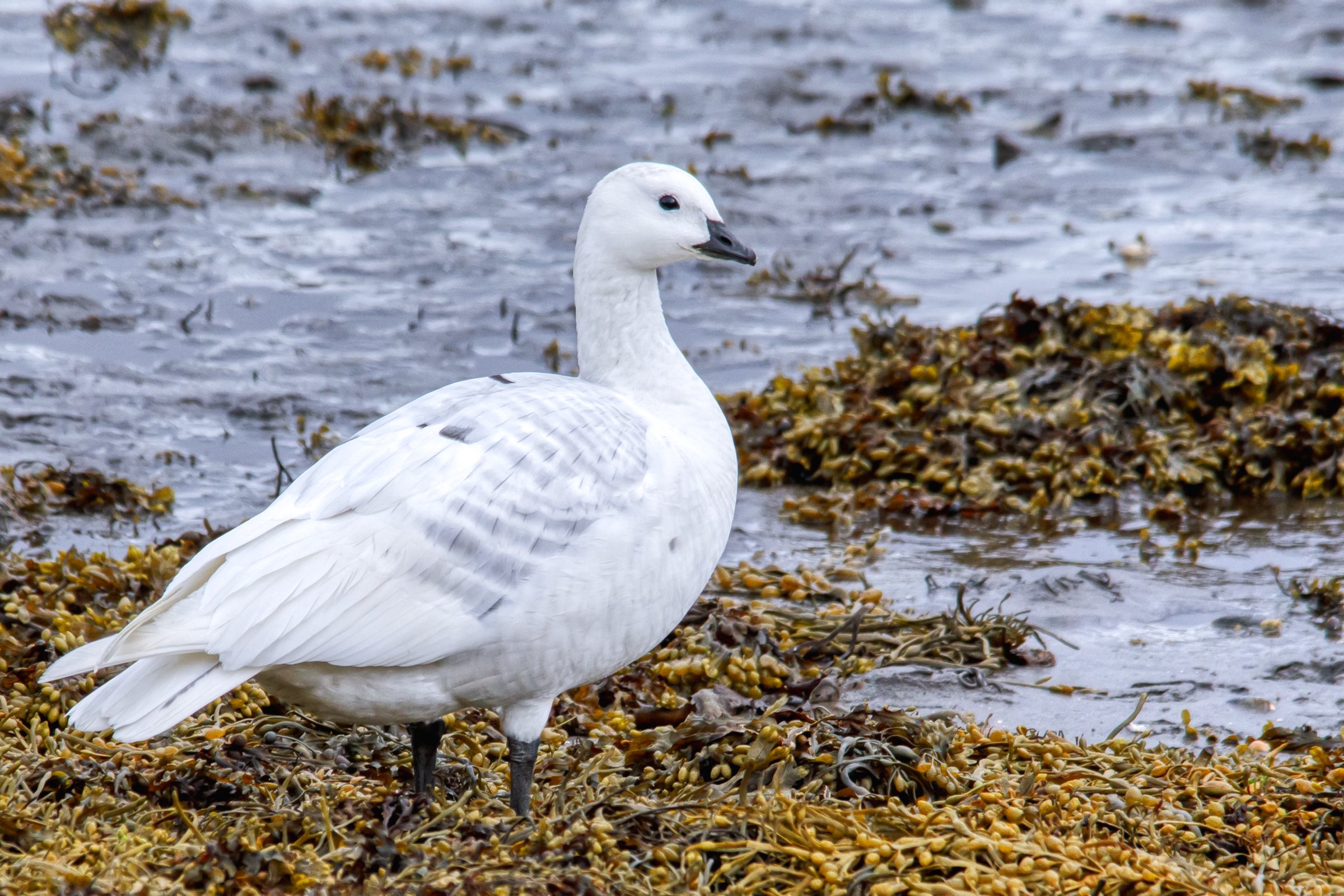 THE LEUCISTIC BARNACLE GOOSE/BRANTA LEUCOPSIS/HVITKINNGÅS