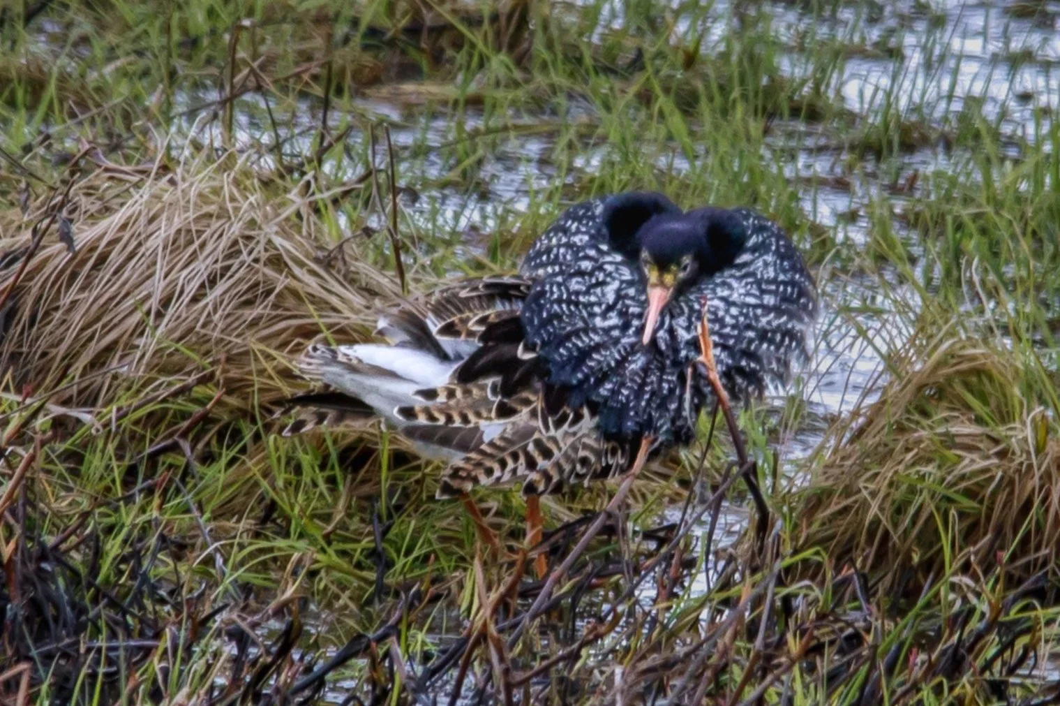 RUFF / CALIDRIS PUGNAX / BRUSHANE