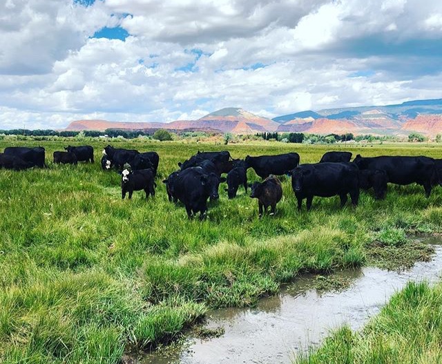 Job Creation Drives a Passionate Grass Fed Beef Rancher