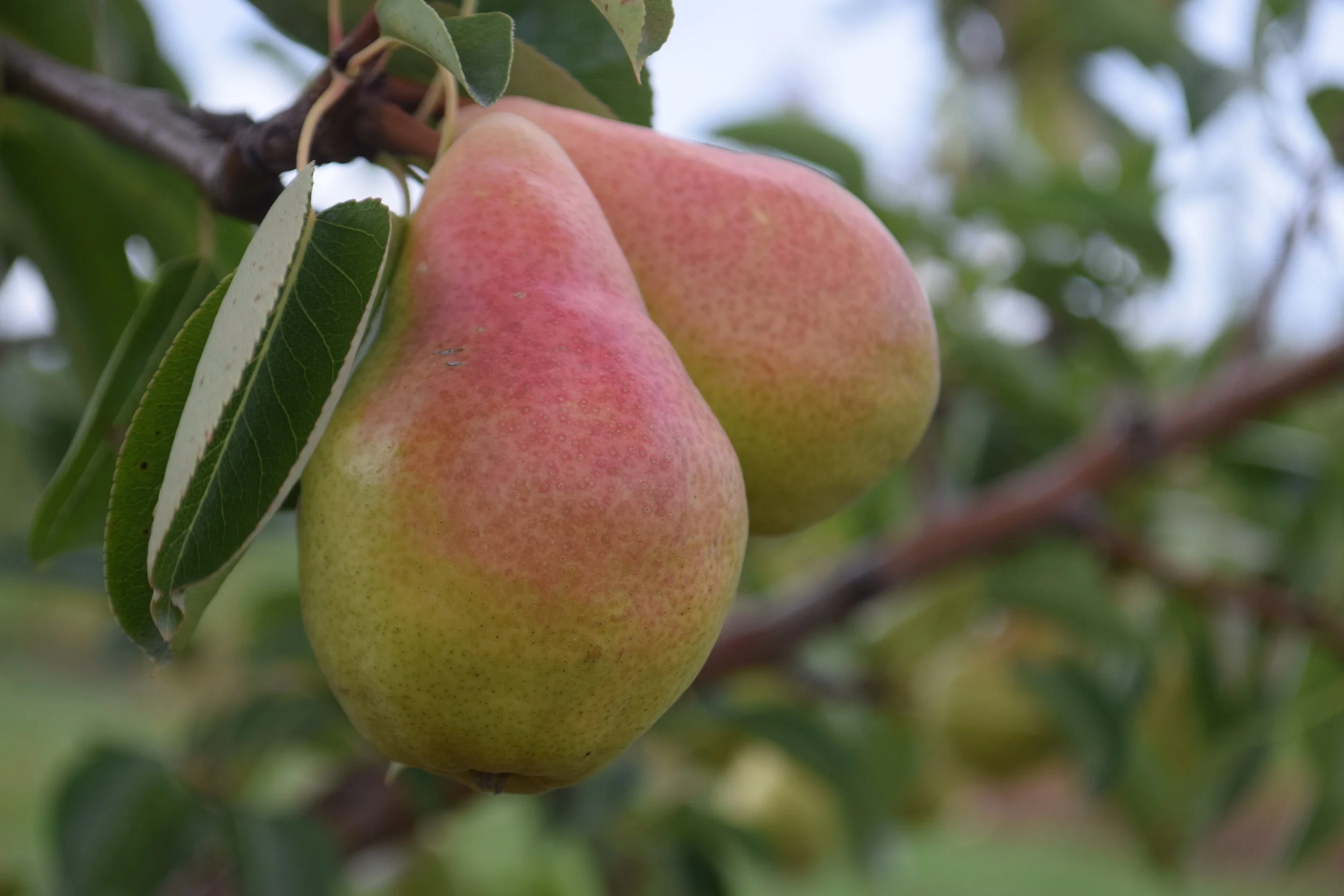 apples and pears — carl laidlaw orchards