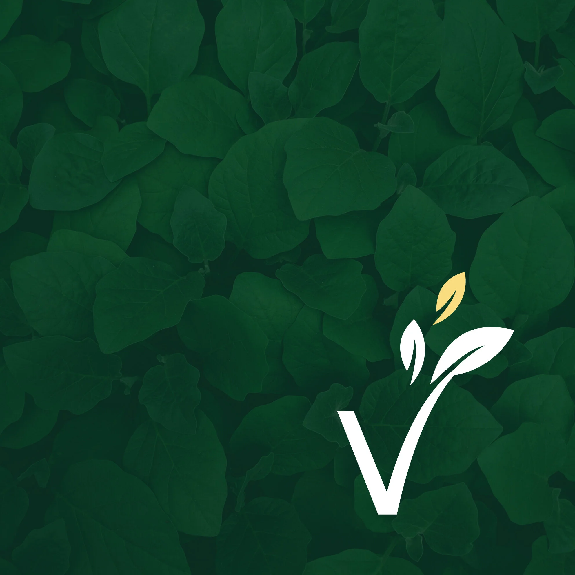 EVG Icon thumbnail_4-01.jpg