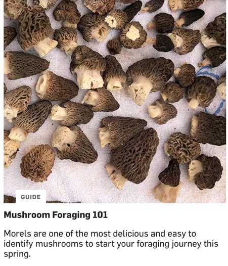 Mushroom Foraging 101: Morels