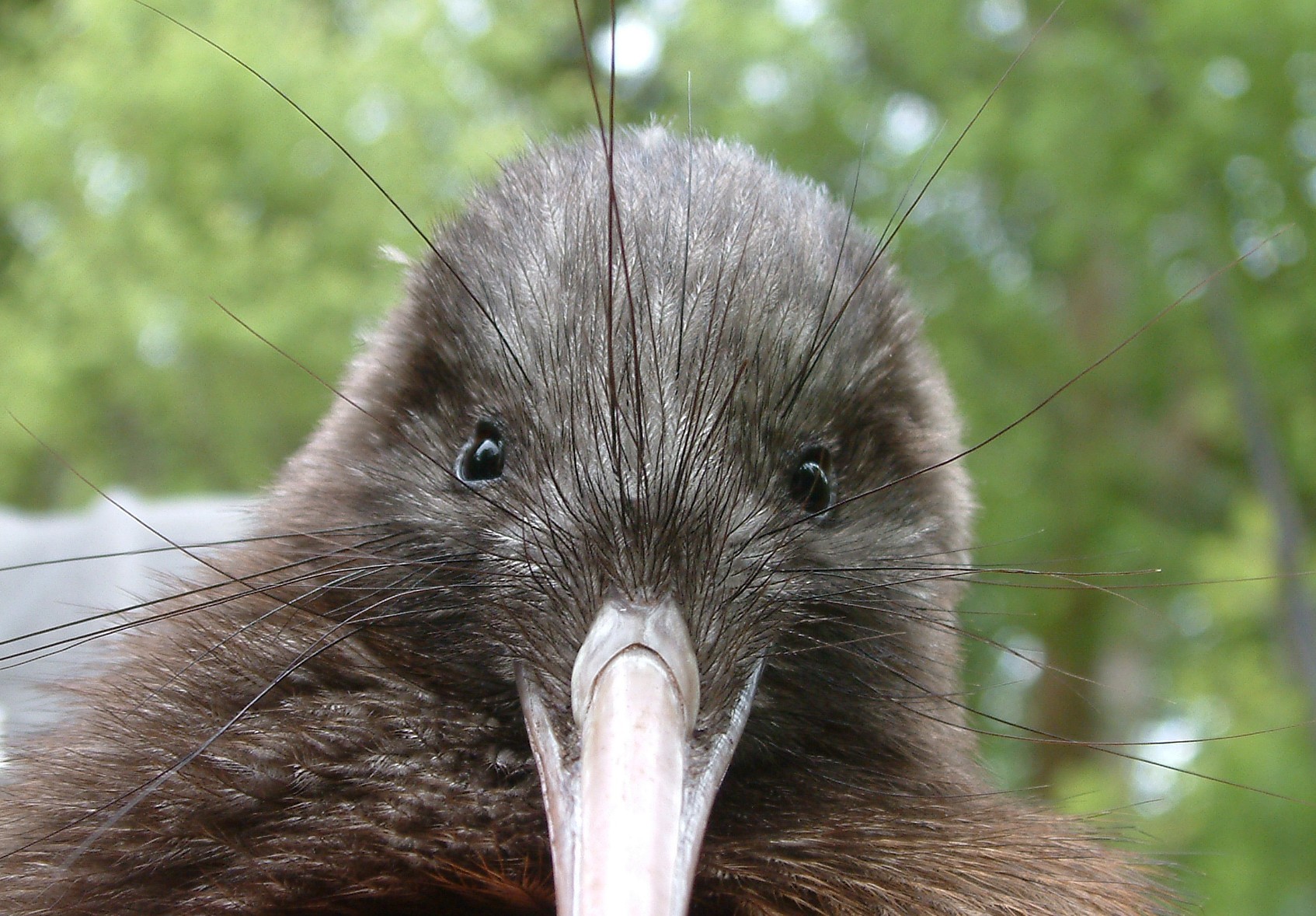 cute kiwi.jpg
