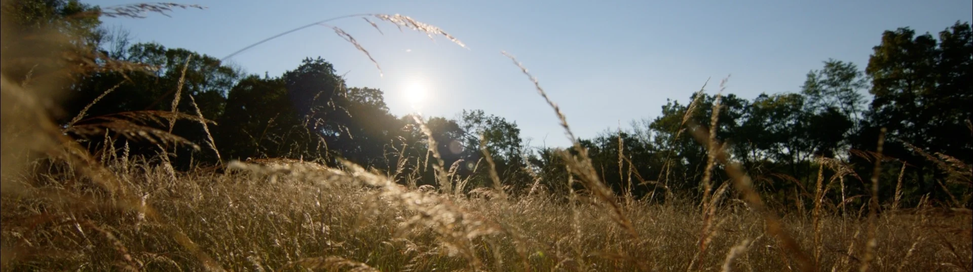 Grass.jpg
