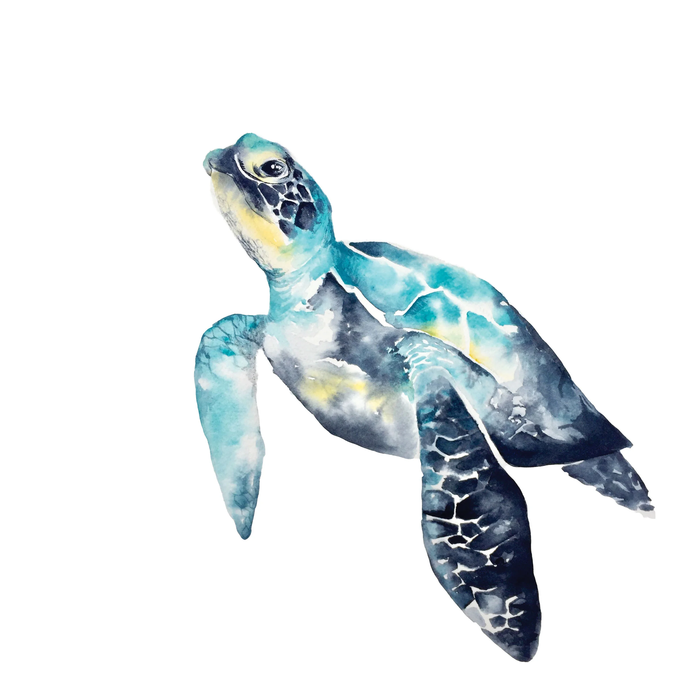 HAWKSBILL TURTLE