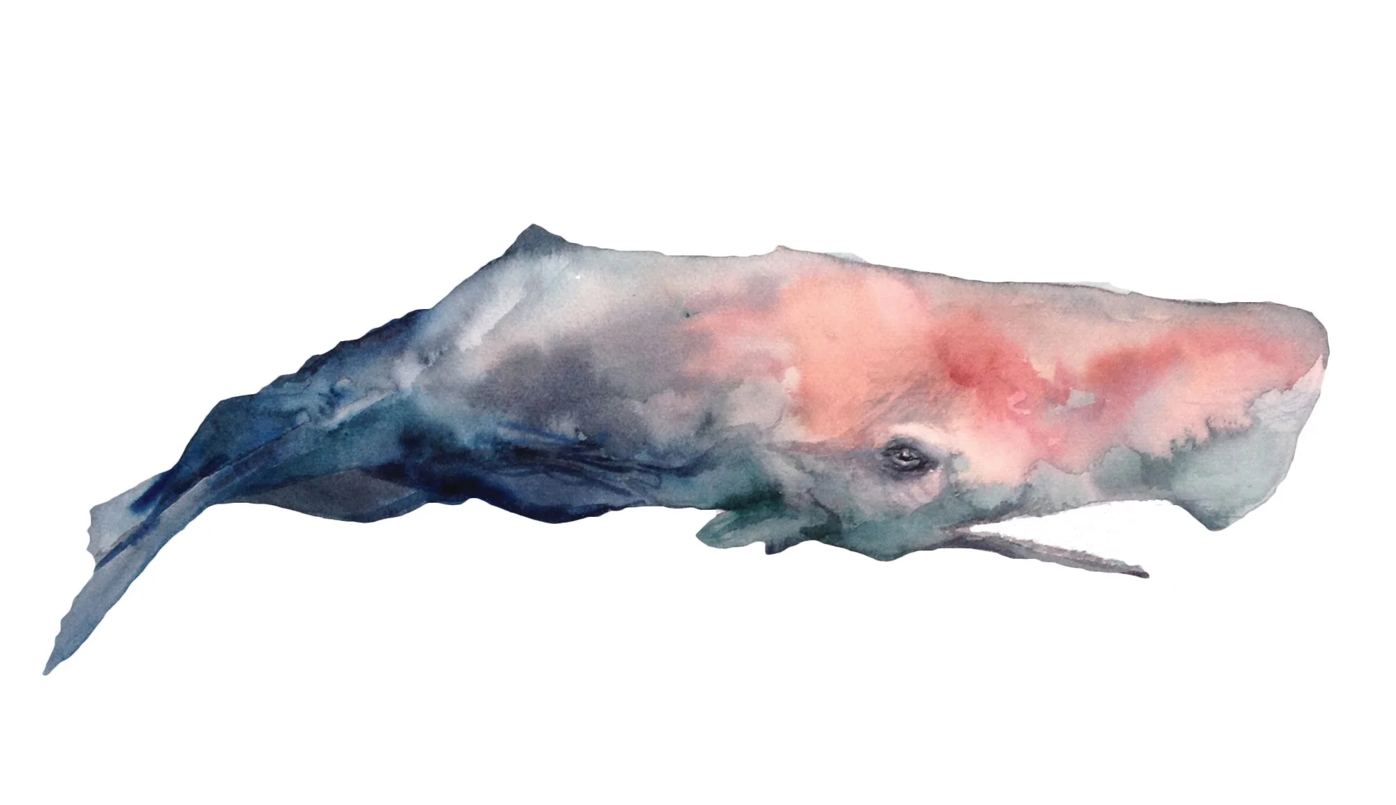 SPERM WHALE