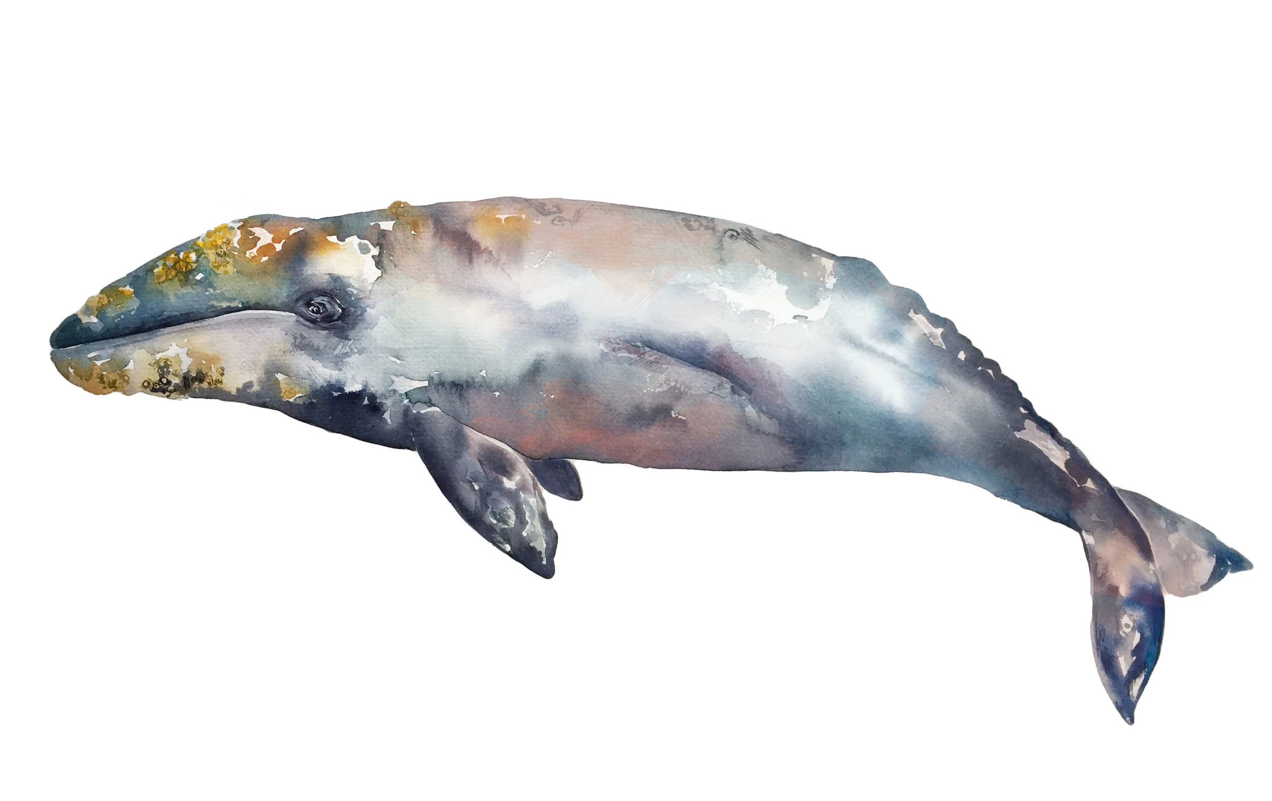 GRAY WHALE