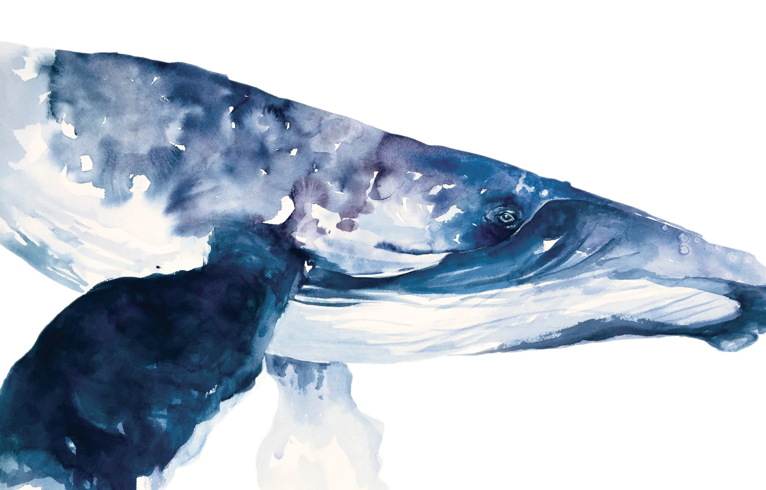 HELLO HUMPBACK