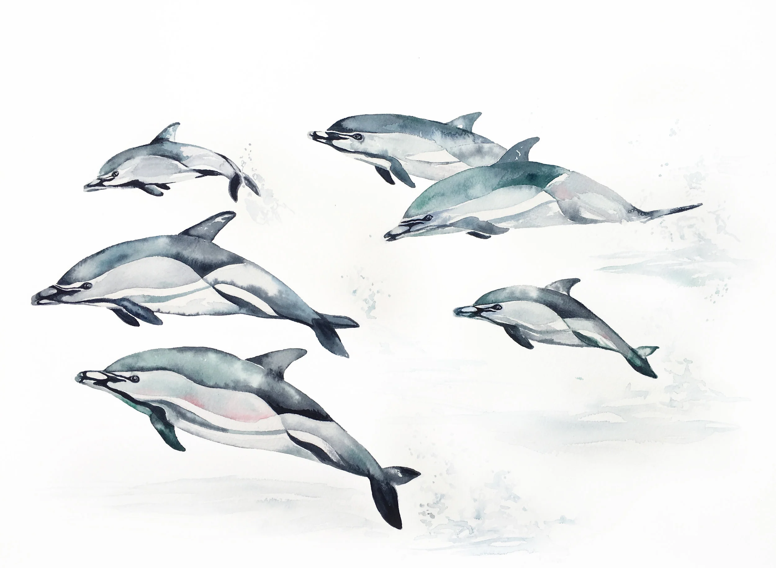 COMMON DOLPHIN
