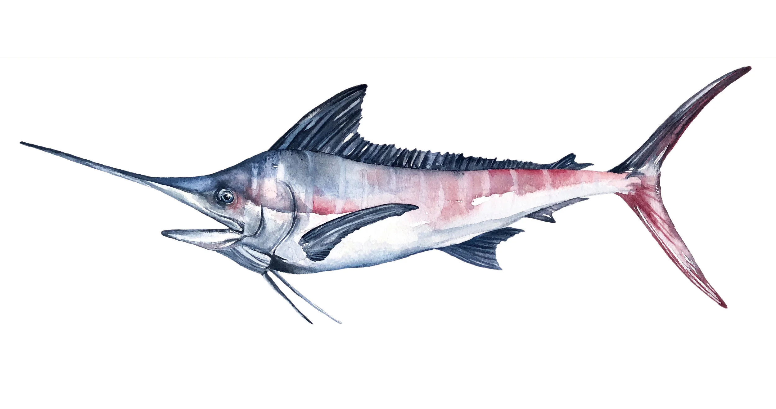 MARLIN