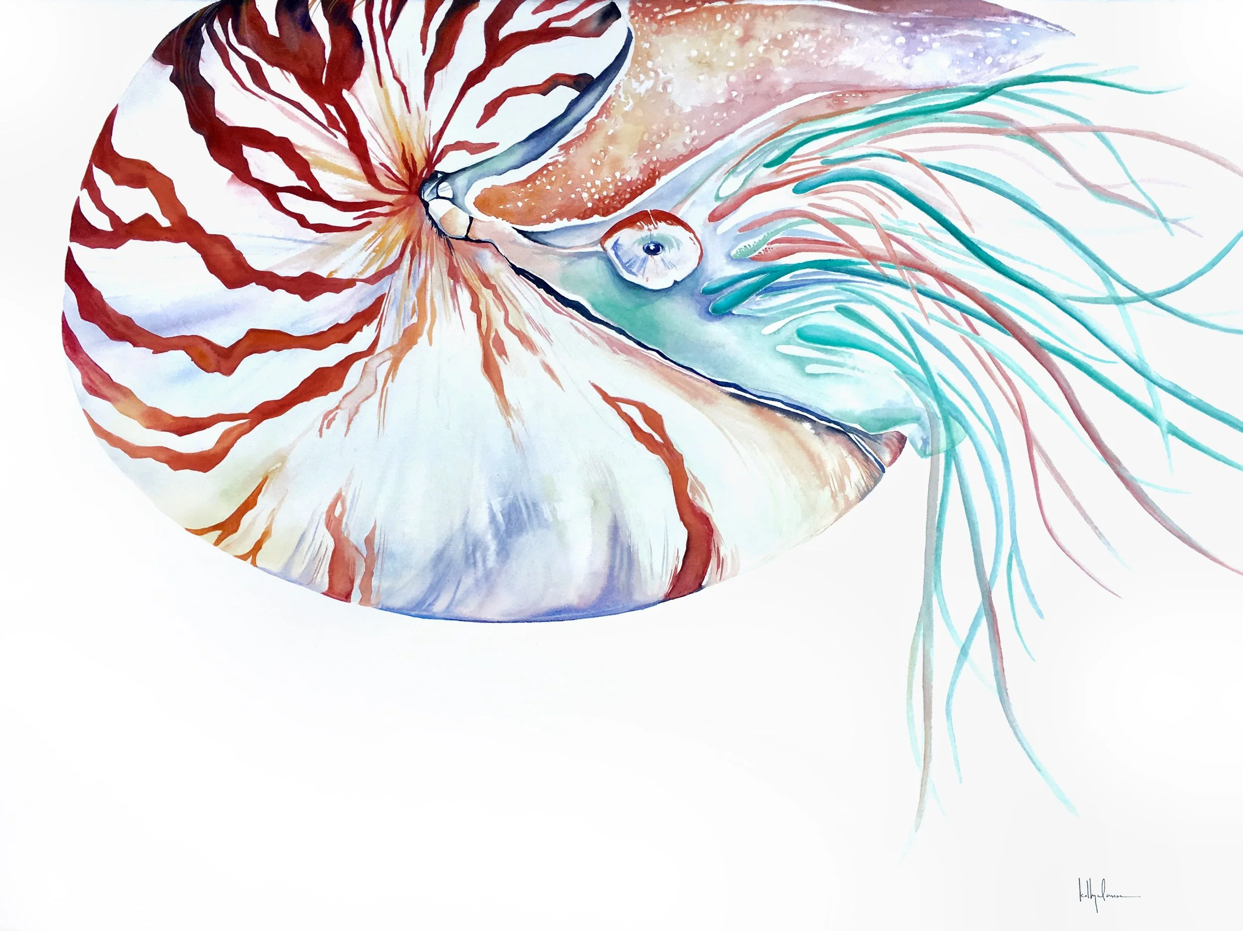CHAMBERED NAUTILUS