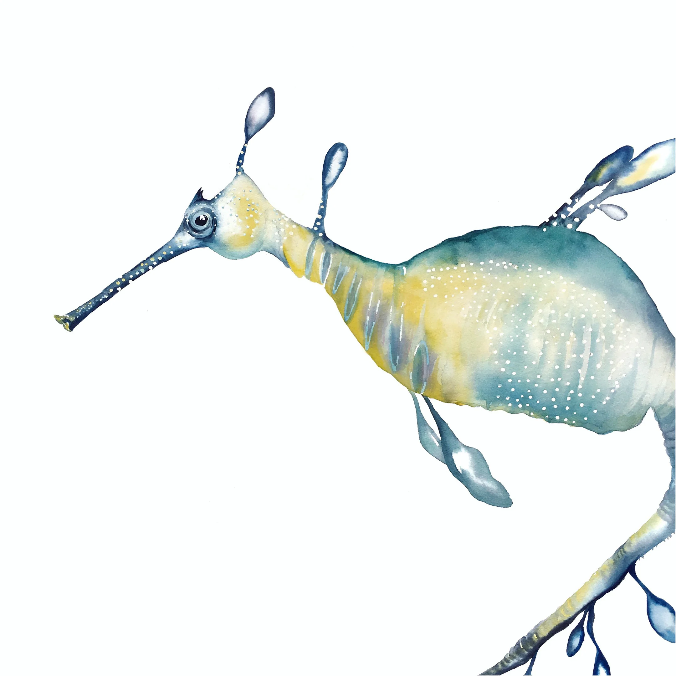 Weedy Seadragon