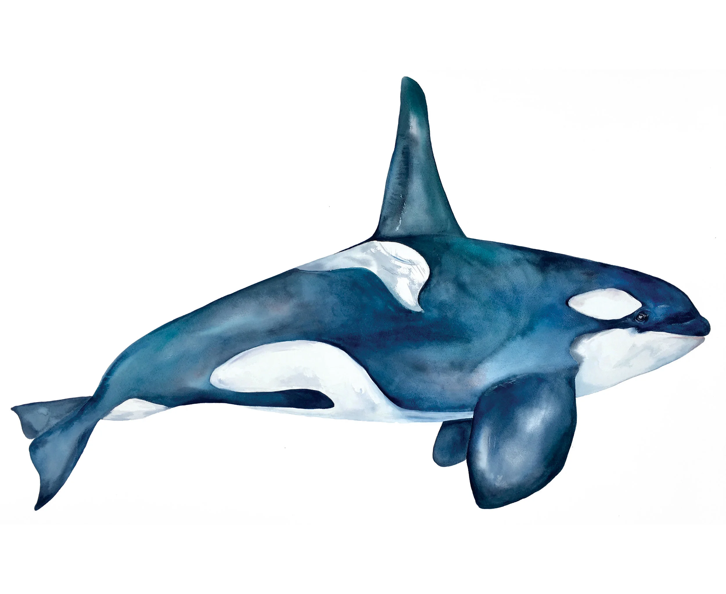 SOUTHERN RESIDENT KILLER WHALE