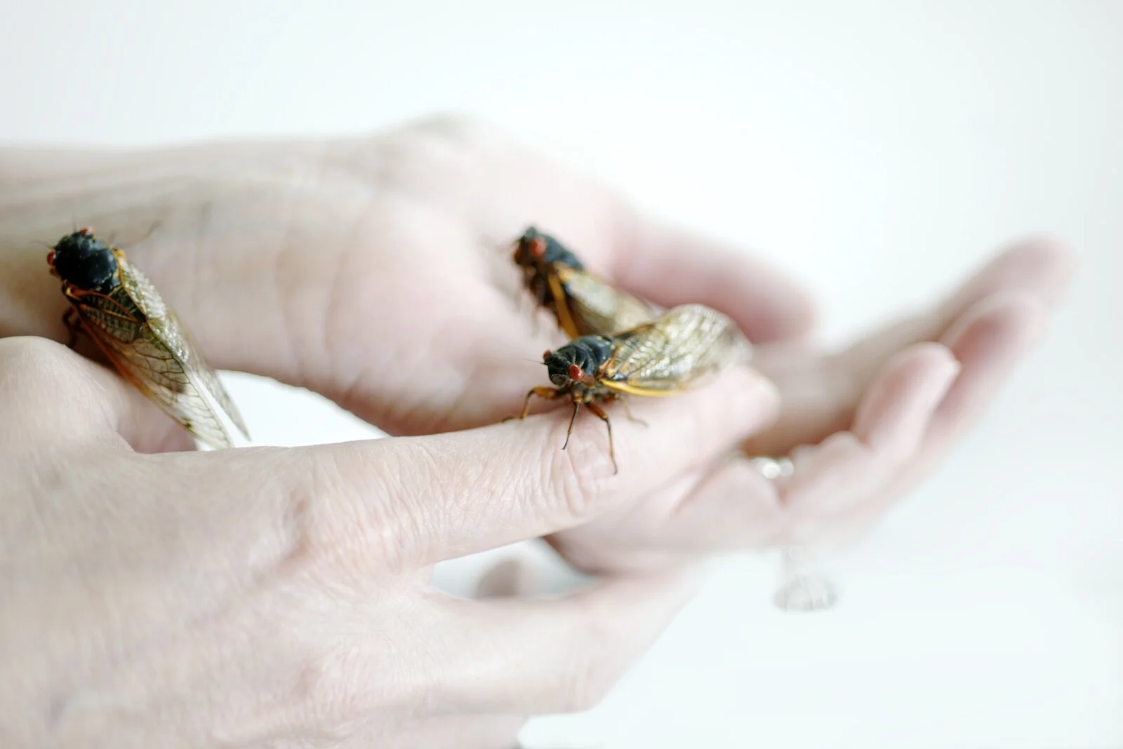CICADA SUMMER