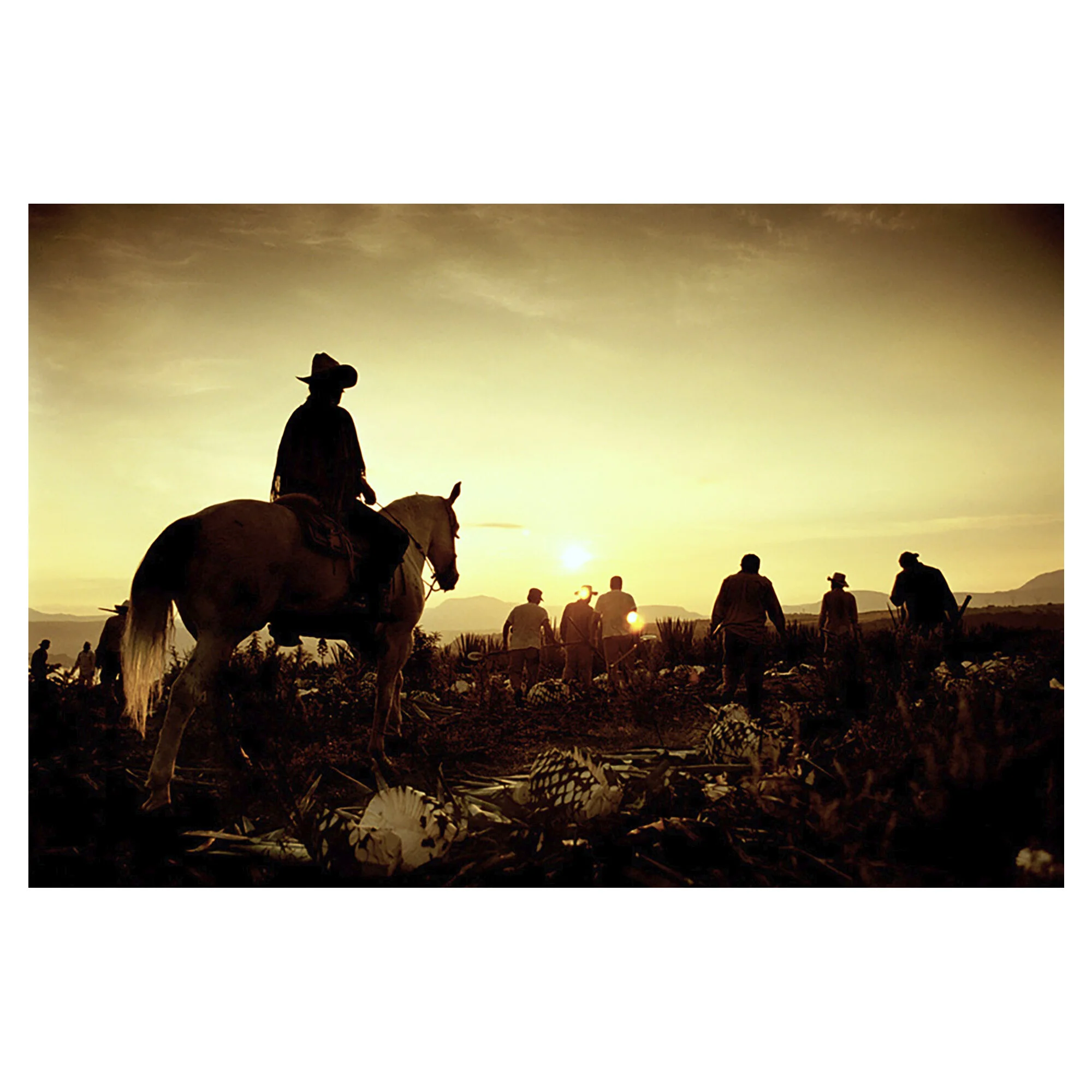 Harvest at Daybreak. Jalisco, Mexico. 2000.