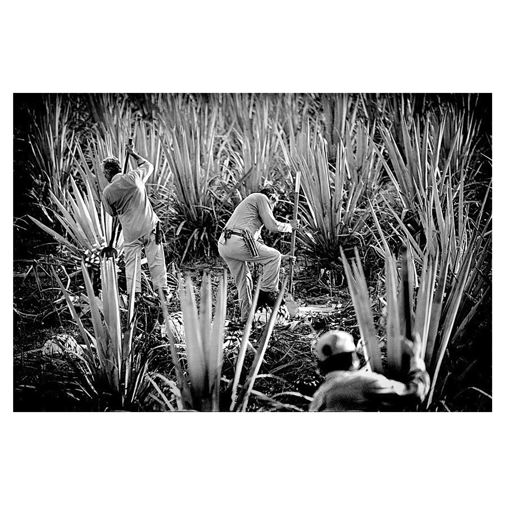 Agave Harvest. Jalisco, Mexico. 2000.
