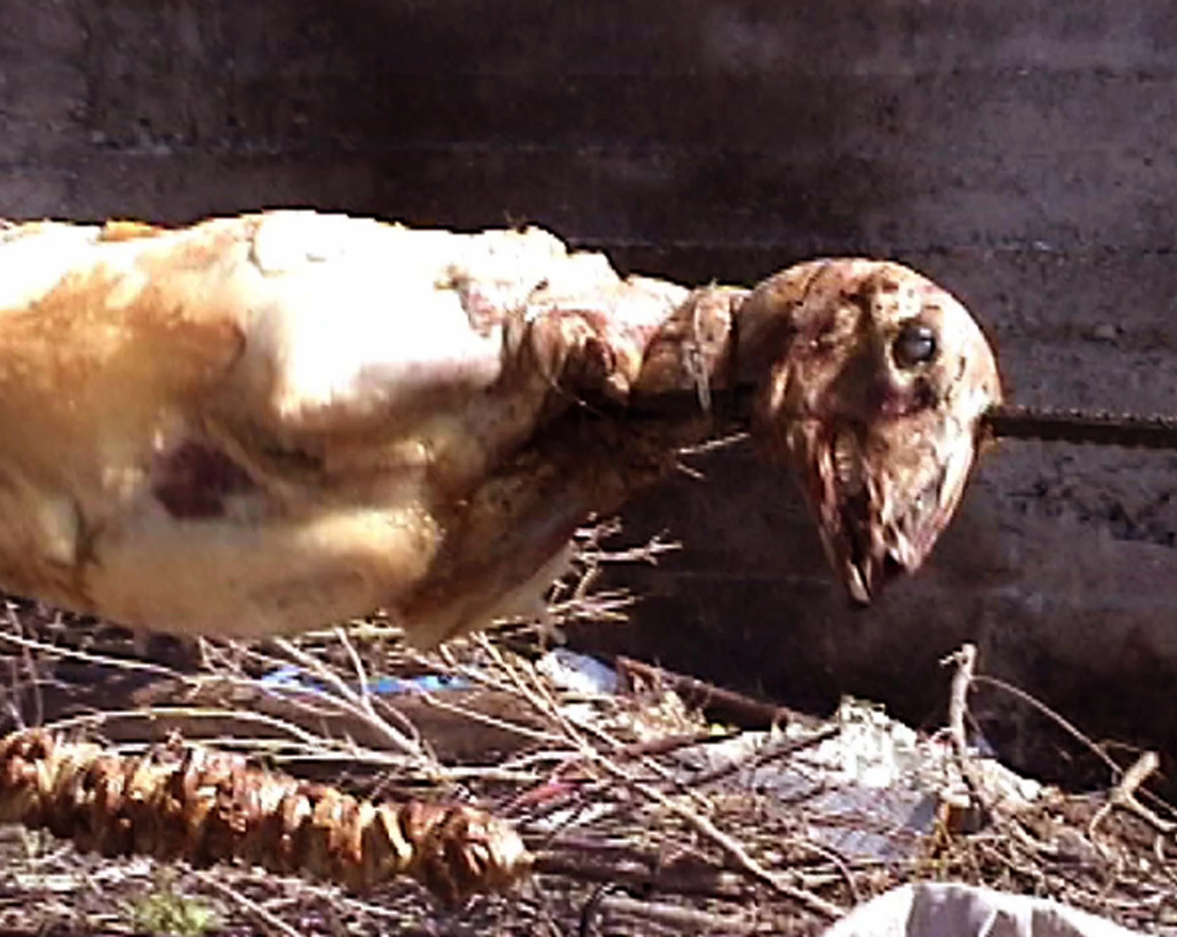  Bread &amp; Death - video still 