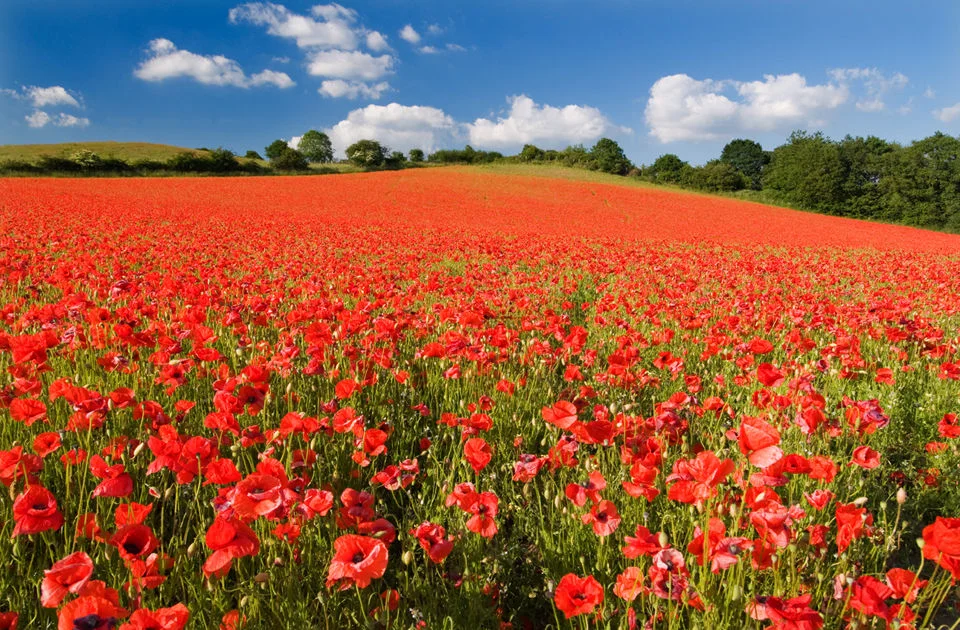 The Celebration of Armistice 