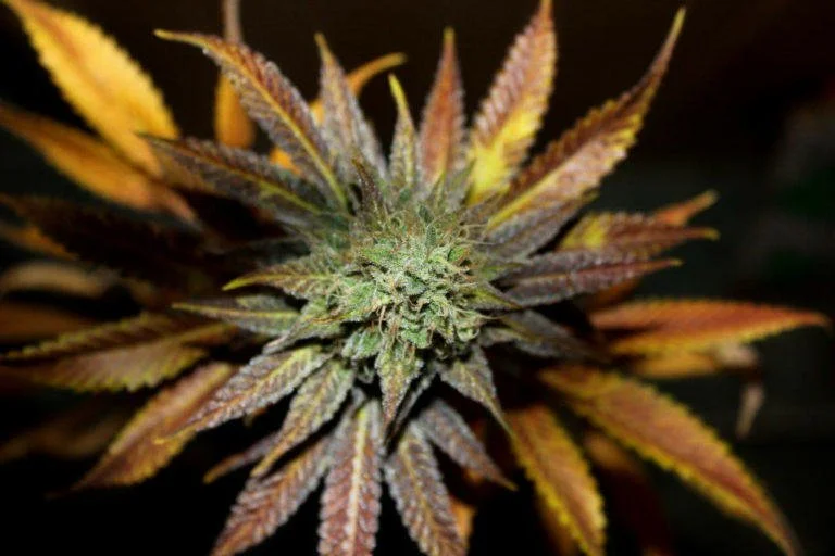 Cannatonic-Cannabis-Strain.jpeg