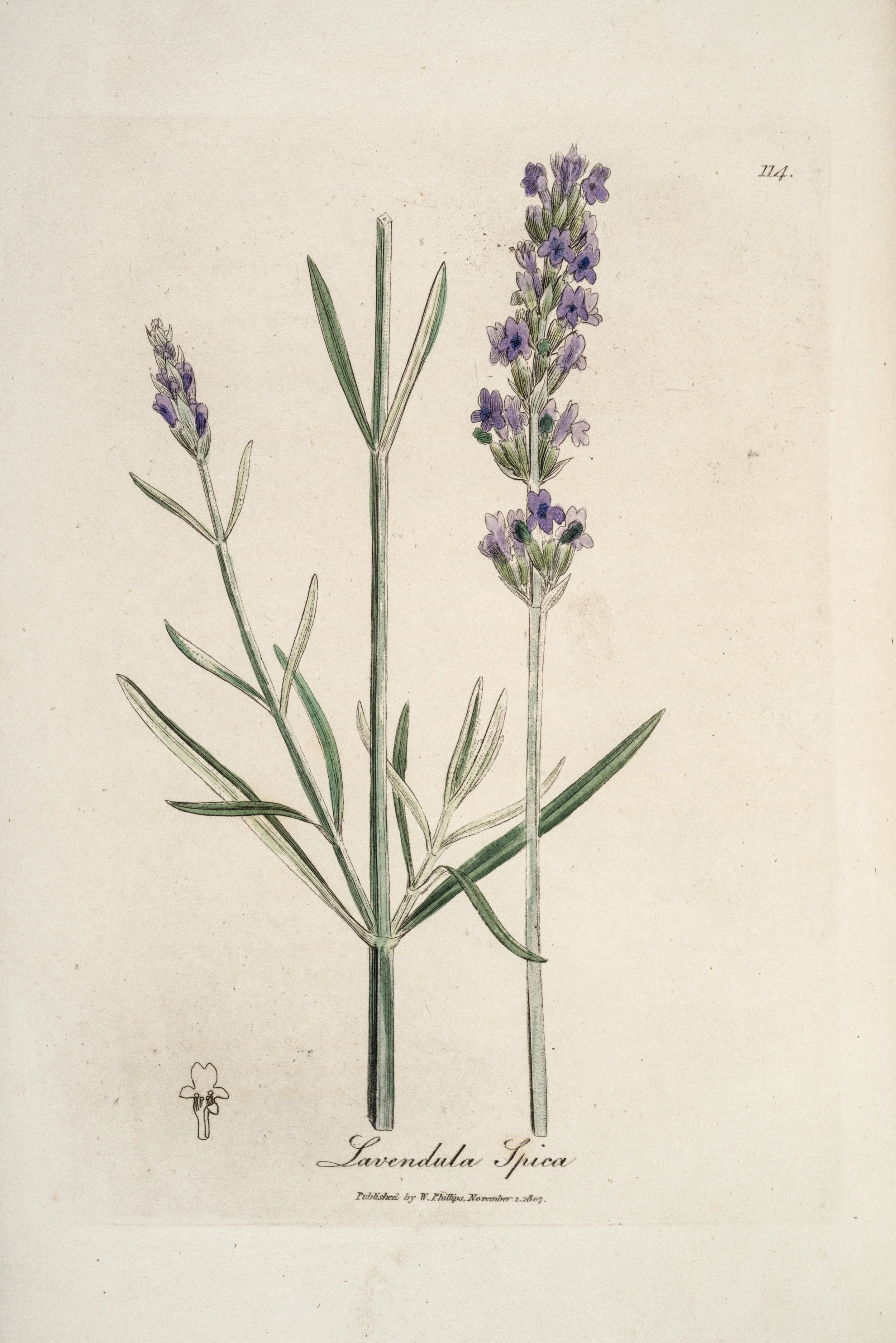 Lavender (Lavendula spica); Woodville’s Medical Botany, 3rd Ed. (1832)