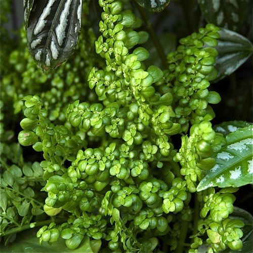 plants.jpg