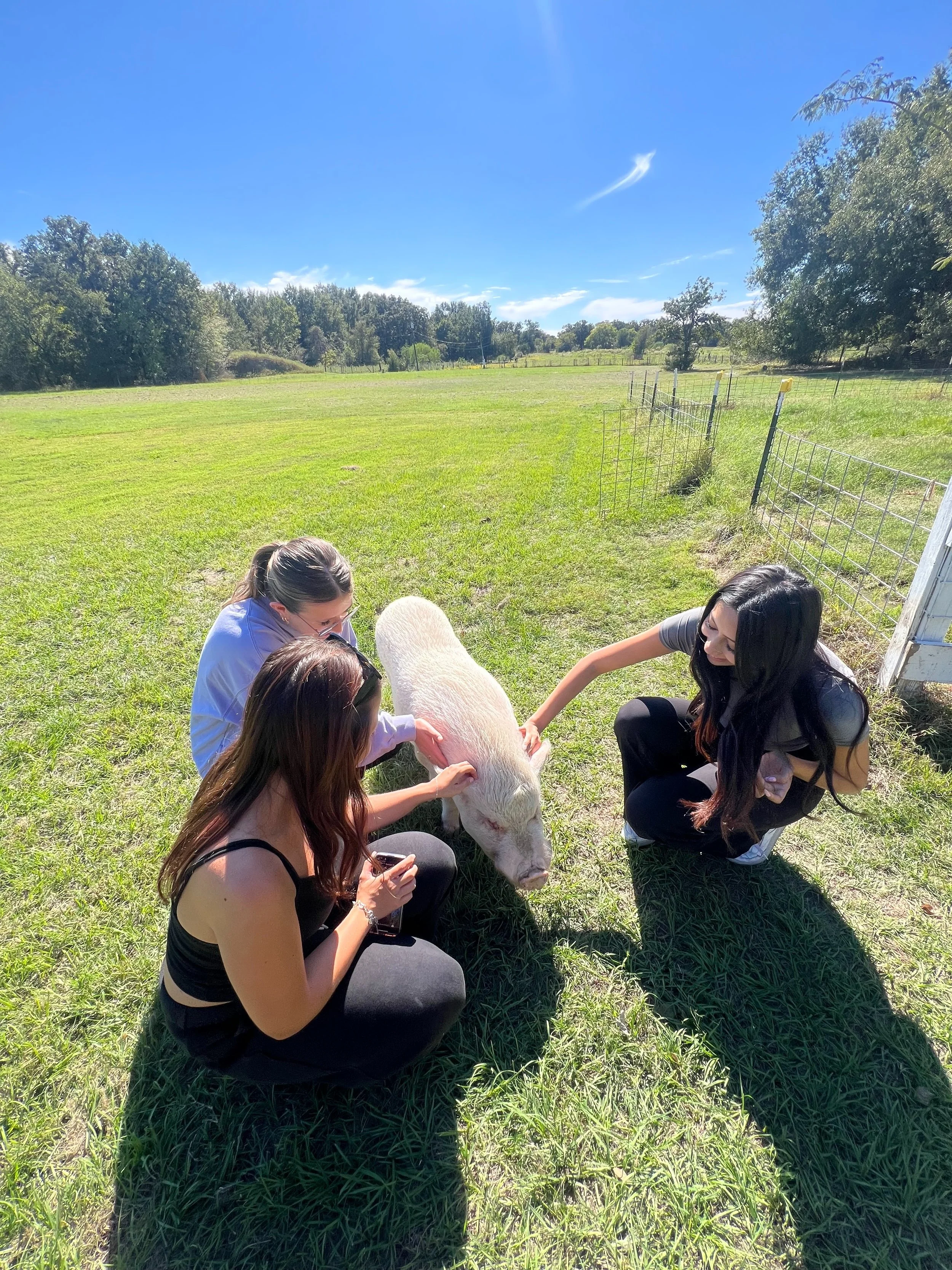 Snout🐽 and about!🐷🌳🌾
We had so much fun volunteering at This Little Piggy pig sanctuary this weekend! 

#service #volunteering #tamu #tamuleias #pigsanctuary