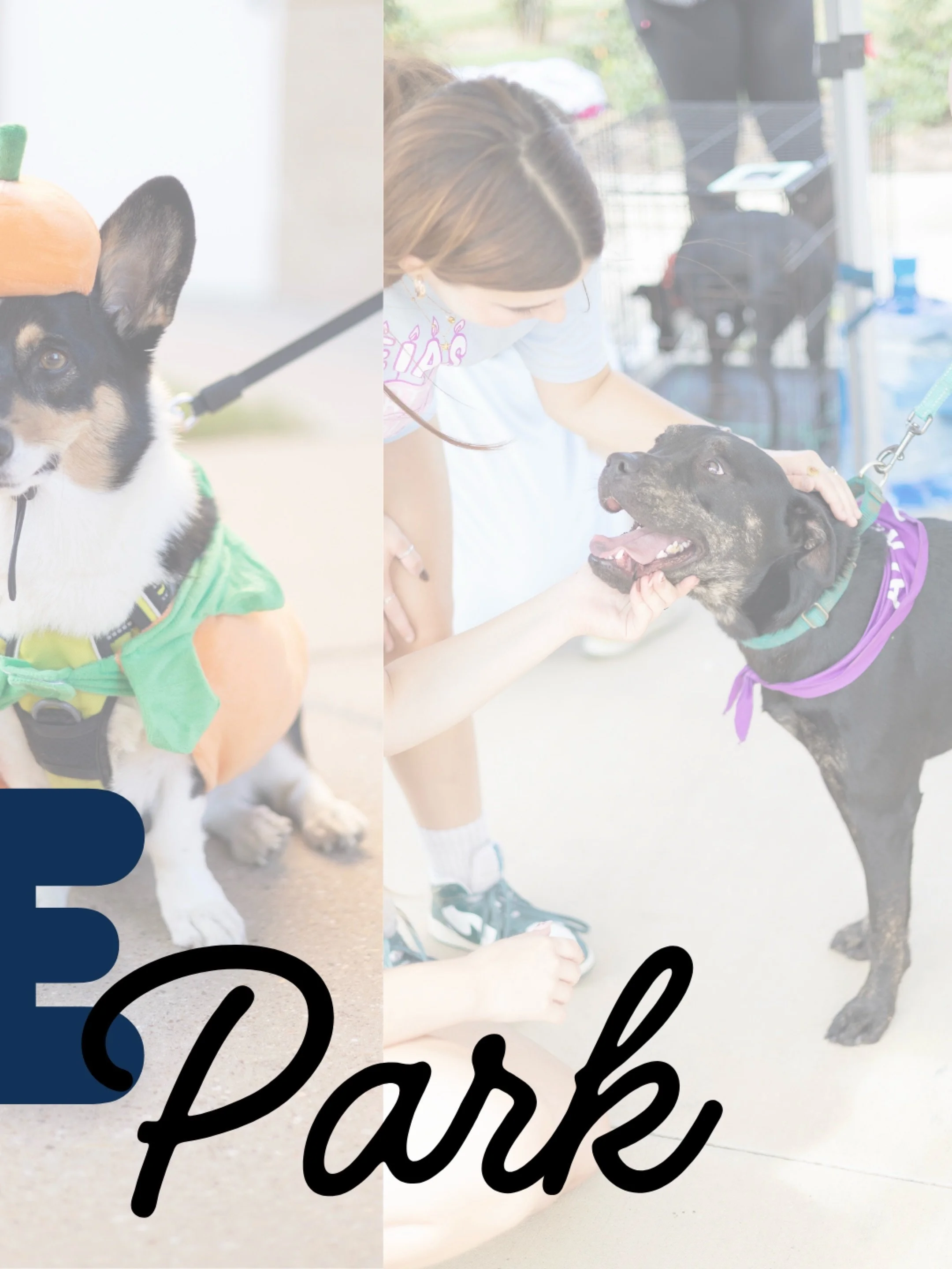 SAVE THE DATE | PAWS IN THE PARK! 🐾 🎃 
Mark your calendars! Paws in the Park is coming to Aggie Park next week on October 29th, and we&rsquo;d love to see you there.

Whether you&rsquo;re bringing your own pup or coming to meet some new furry frien