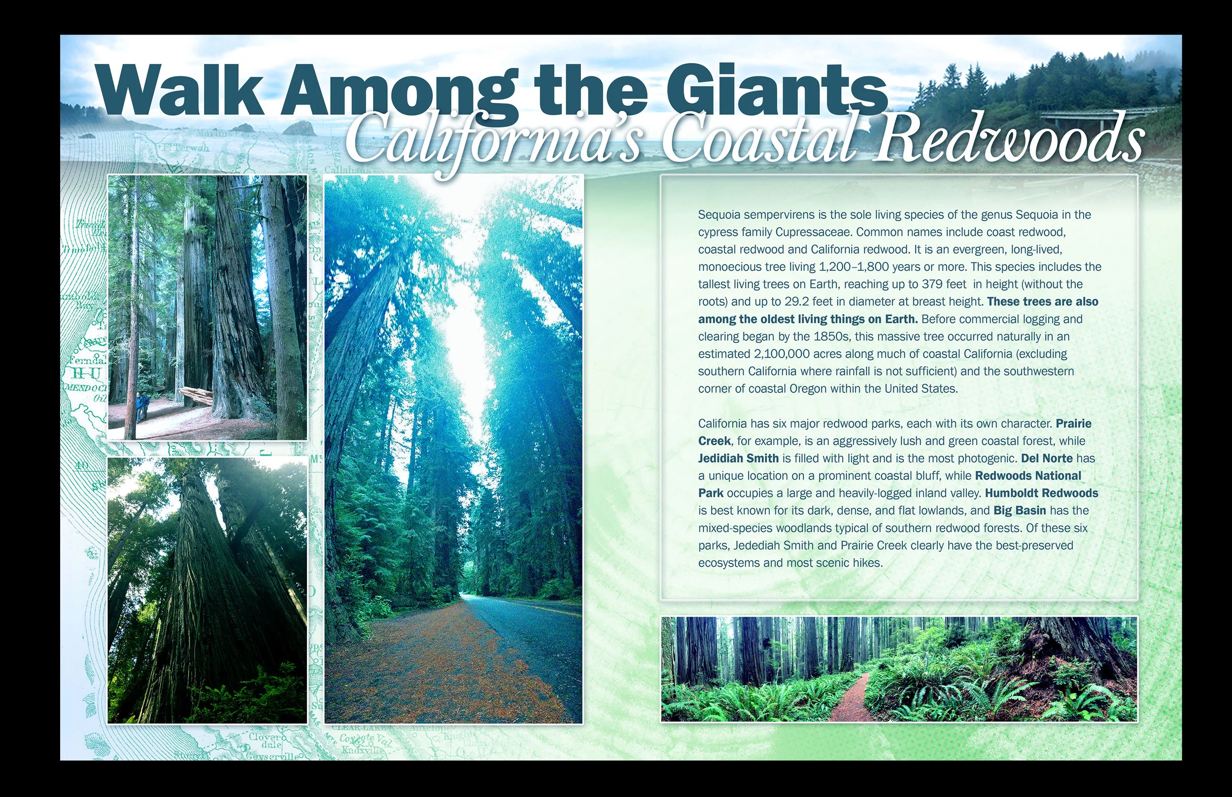 5_redwood_photo.jpg