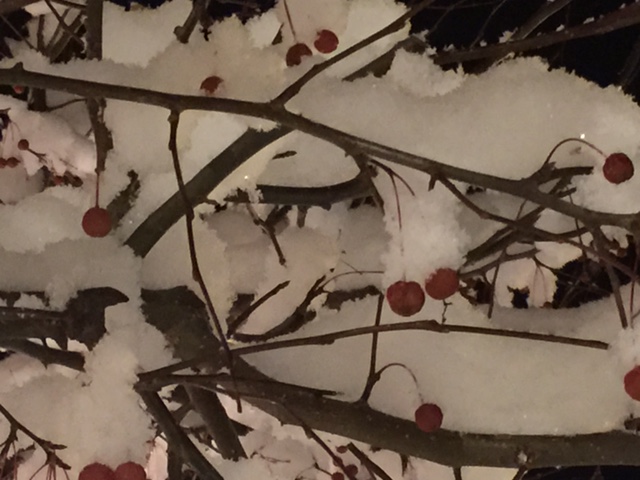 Berries_in_Snow.jpeg