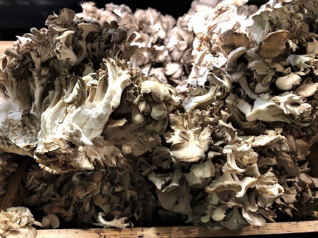 Oyster Mushrooms.jpg