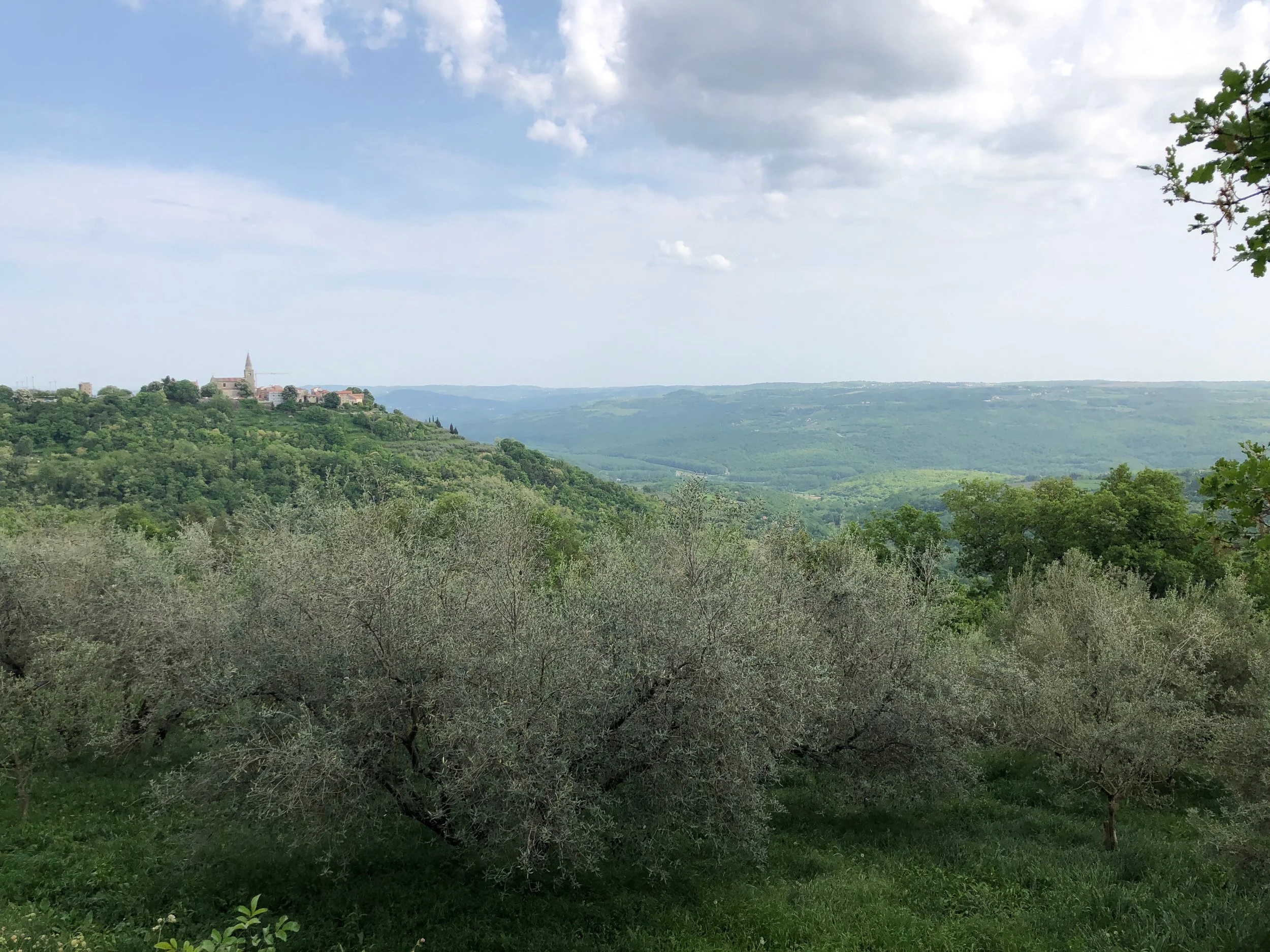 Hilltop town of Groznjan (Grissignana) inland Istria