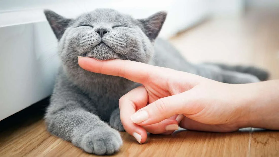 boycat.jpg
