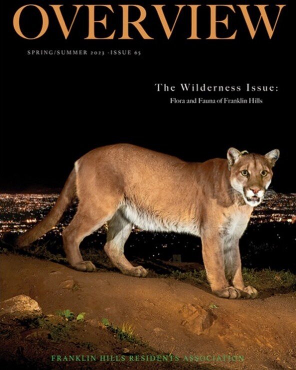 Keep and eye out this coming weekend for a very special #P22mountainlion commemorative issue of the @fhra Overview magazine! A huge THANK YOU to renowned @natgeo photographer @stevewinterphoto for allowing us to grace the cover with his amazing image