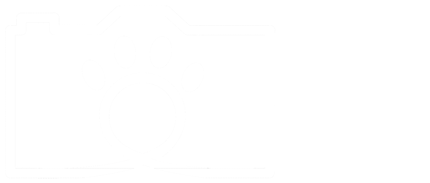 The Wild Focus Project