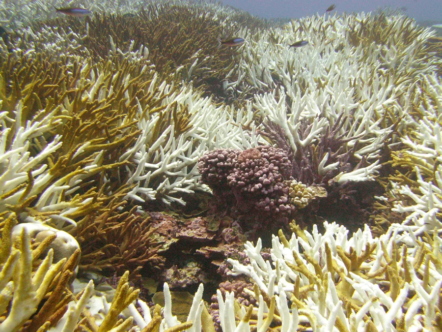 Bleached coral - the photosynthetic algae have died because of warmer and more acidic oceans