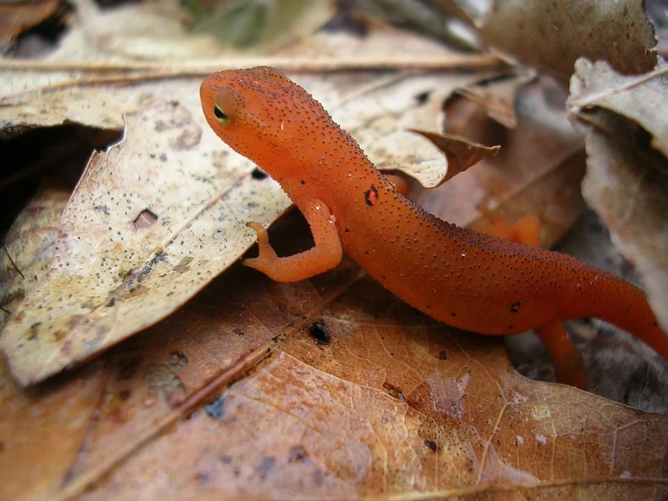 A red-spotted newt. Amphibians like newts, salamanders, frogs, toads, and caecilians (essentially legless salamanders) are more at-risk than any other class of animal, but they're not nearly as charismatic as lions or gorillas.