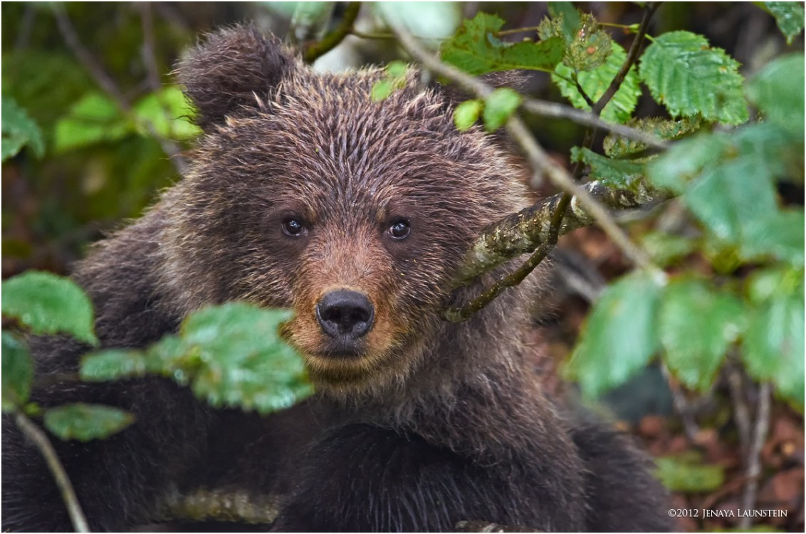 haines-cub-in-tree-1200.jpg