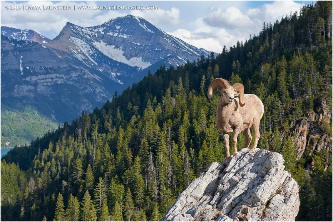 bighorn-scenic2-1200.jpg