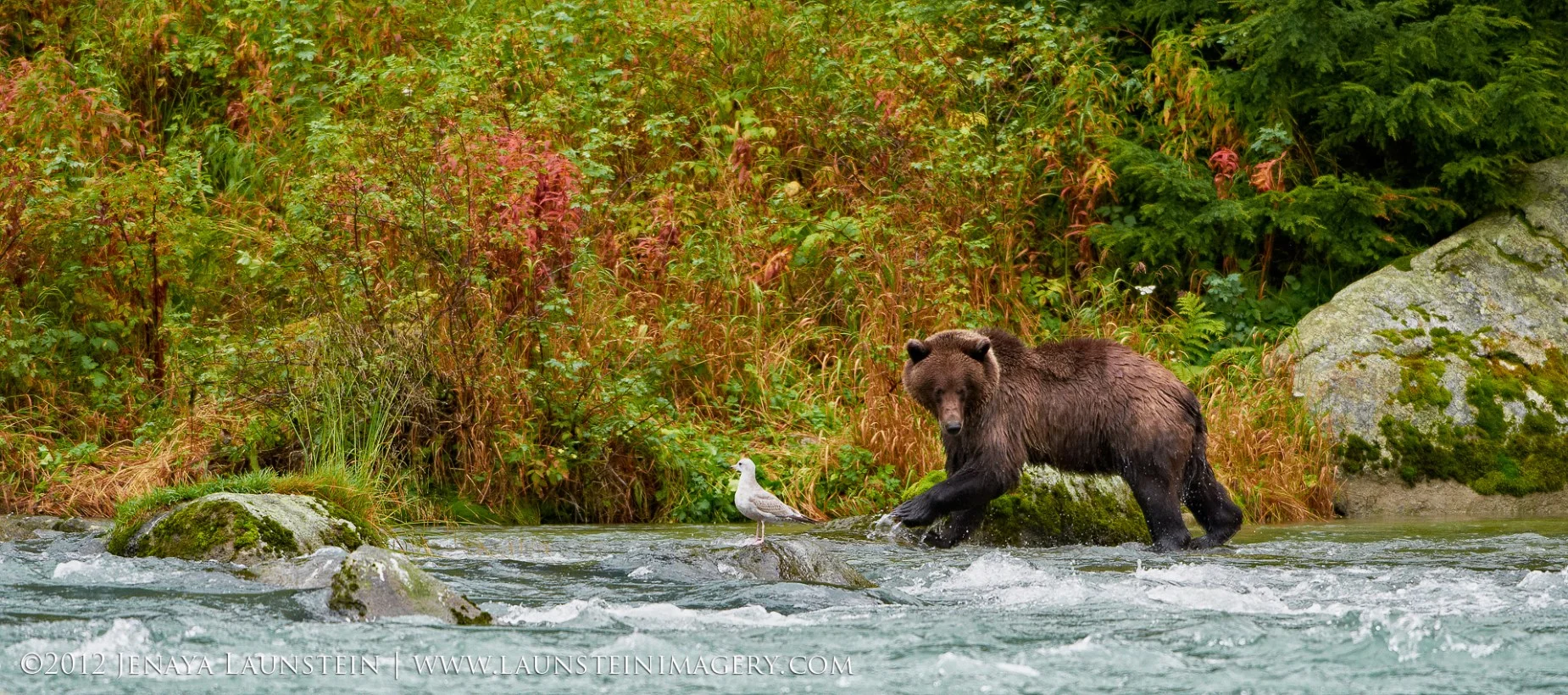 12-Jenaya-Launstein-Grizzly-Fishing-1920.jpg