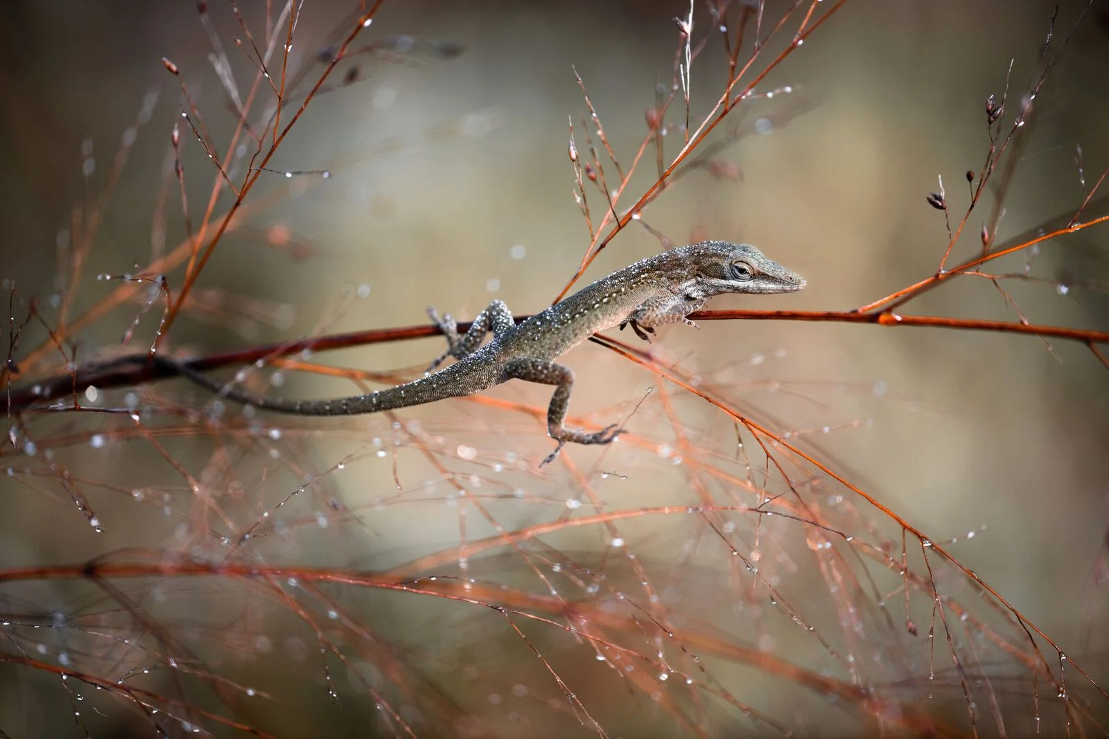 Brown-Anole.jpg