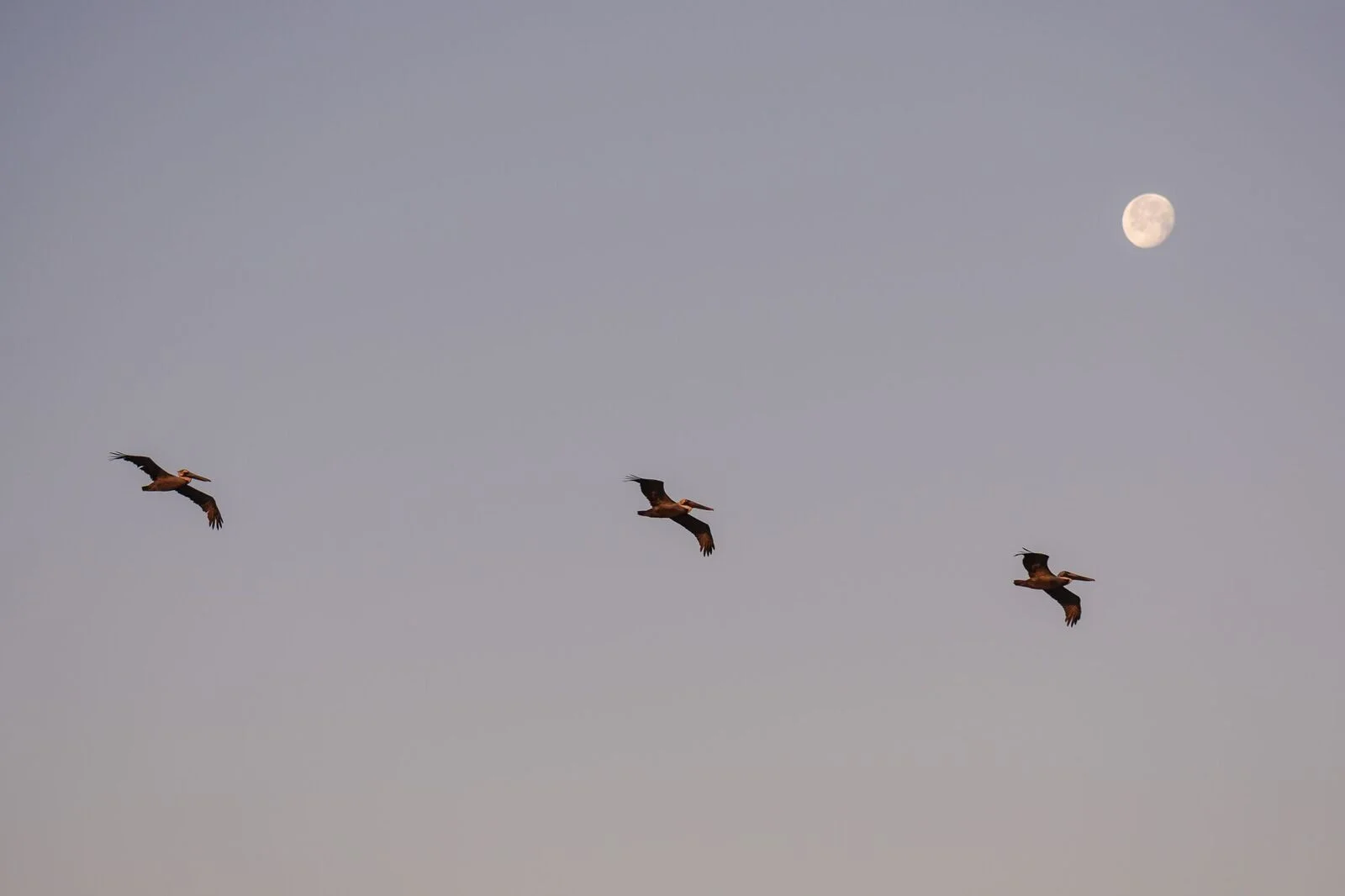 Pelican-Moon.jpg