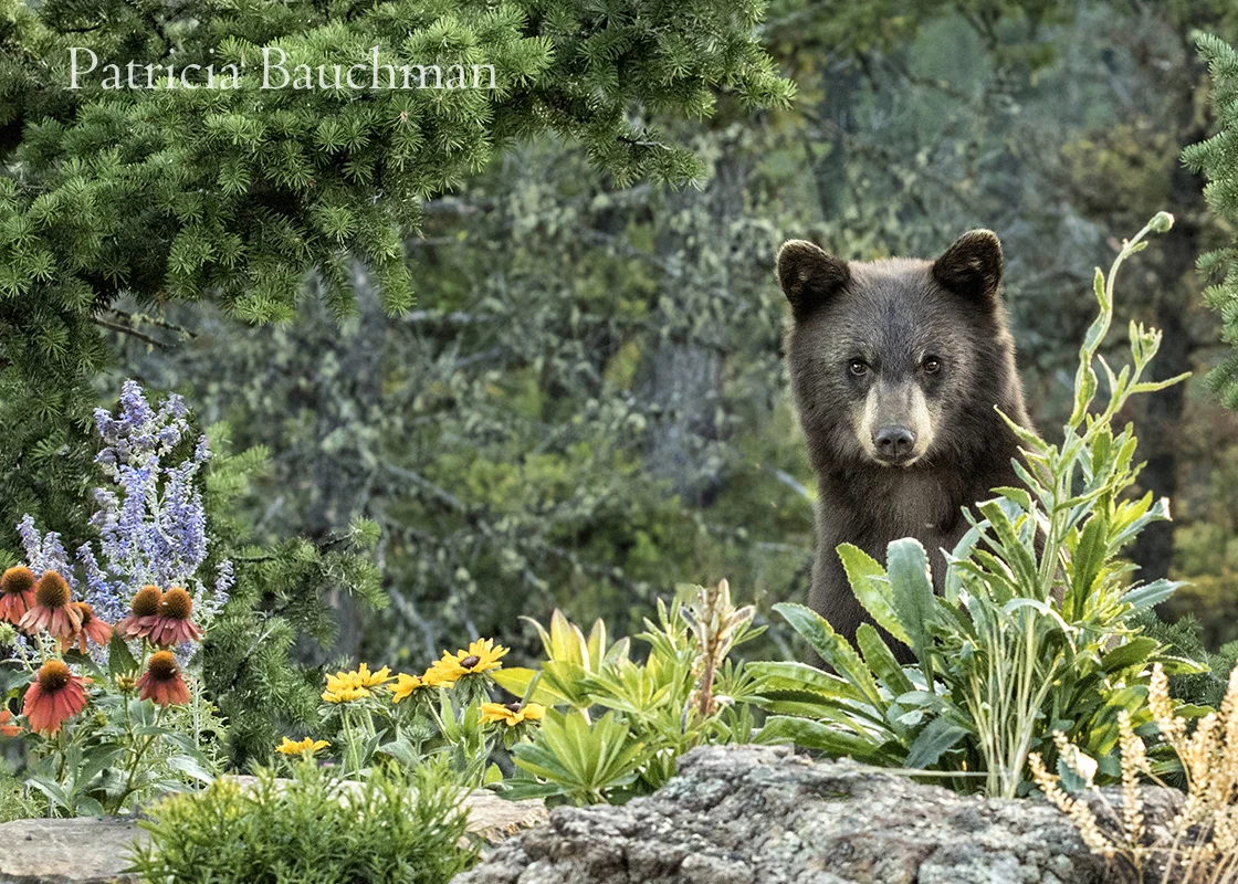Black Bear in the garden.jpg