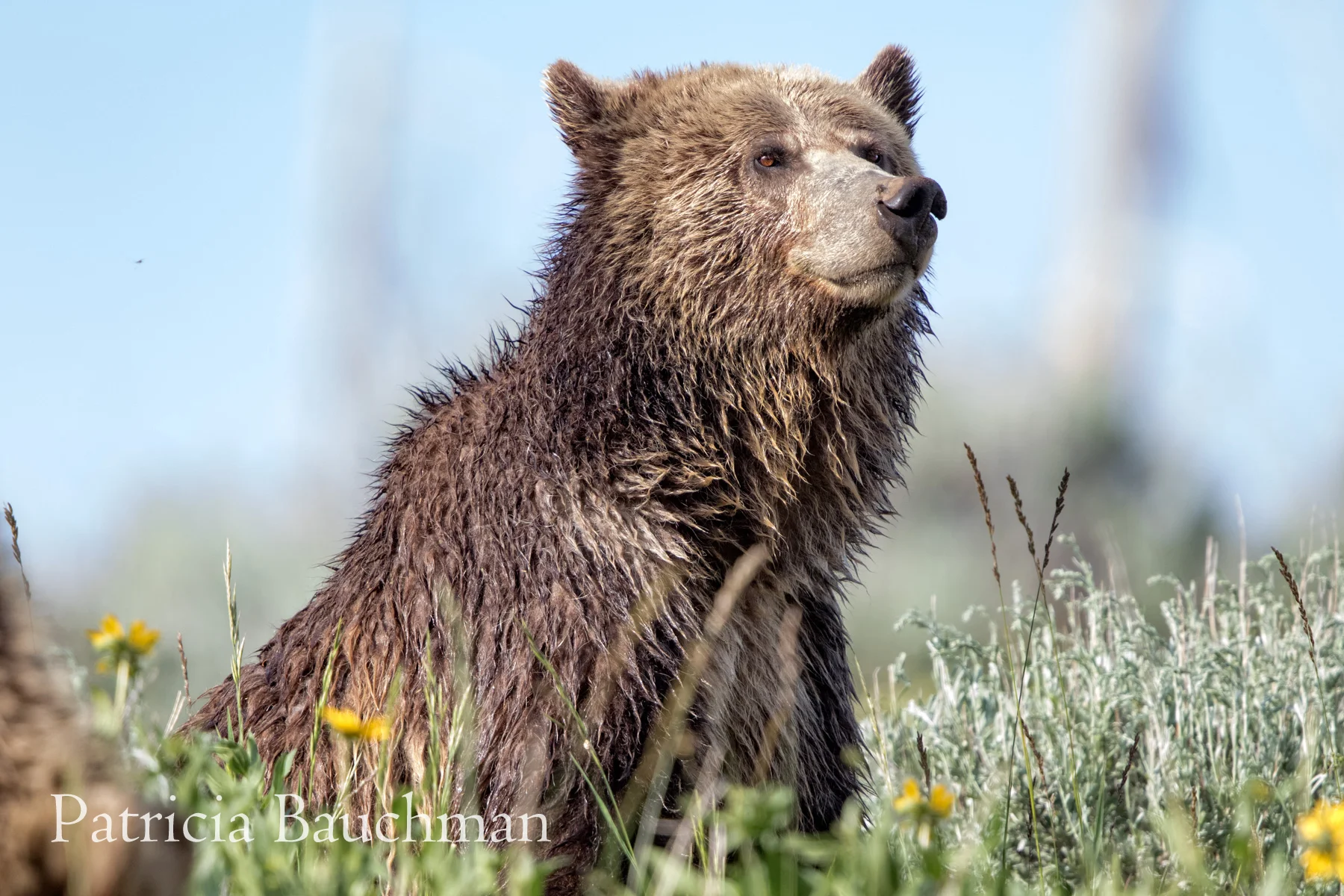 Grizzly three year old cub.jpg