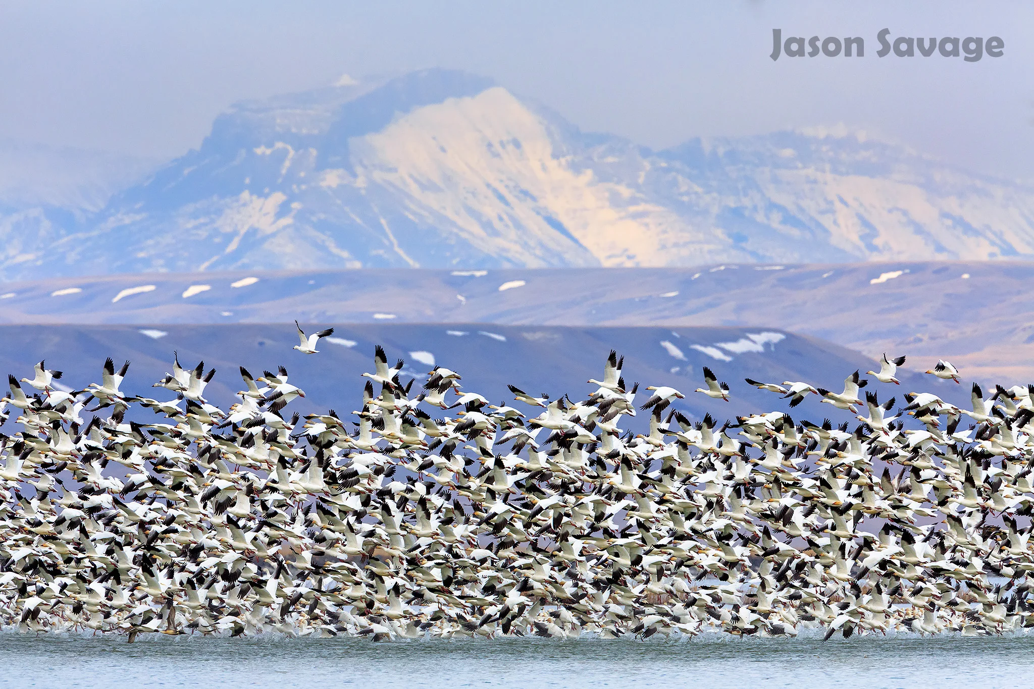 SnowGeese_A4A5321-Edit.jpg