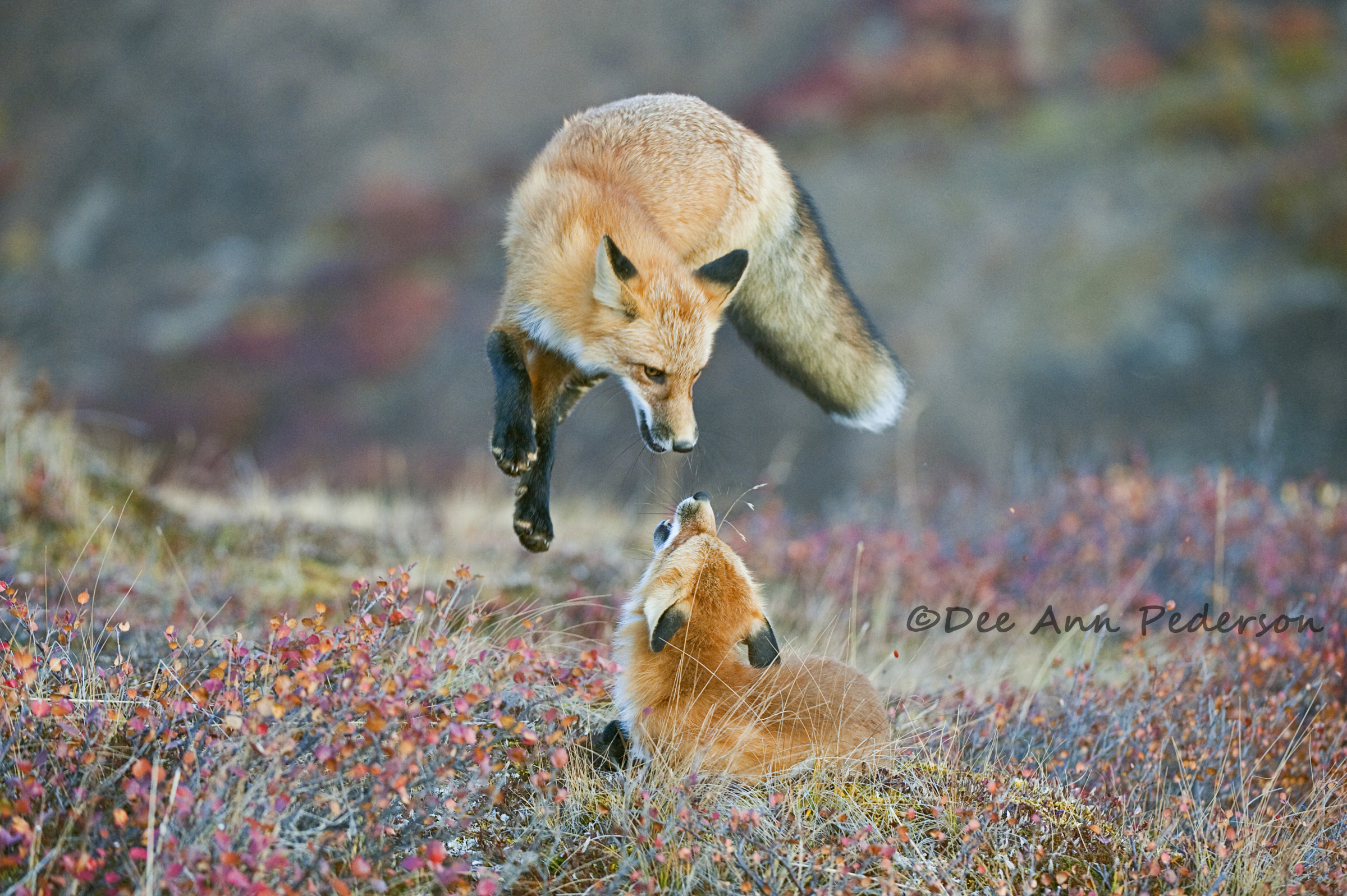 DPederson-Interesting Behavior20090906-_3X81375-Edit.jpg