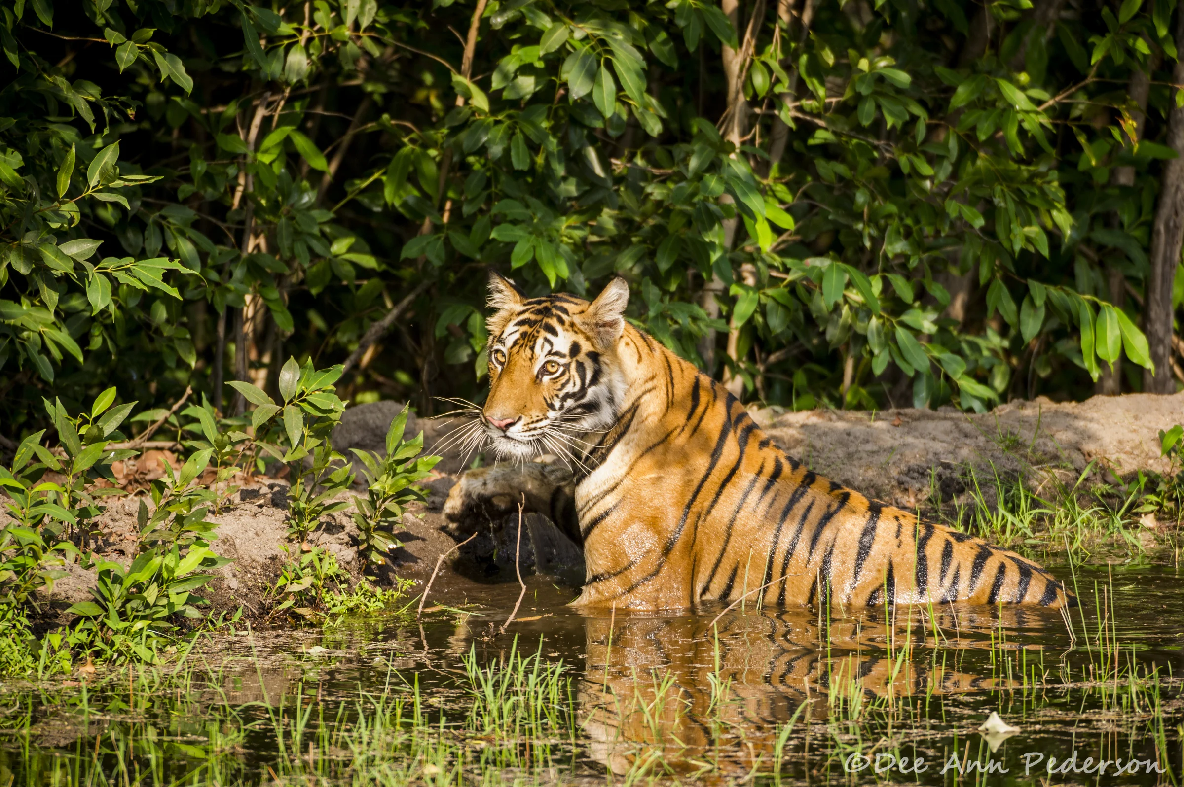 DPederson-EndangeredSpecies-Proud Of20130514_DP__3SS3937-2.jpg