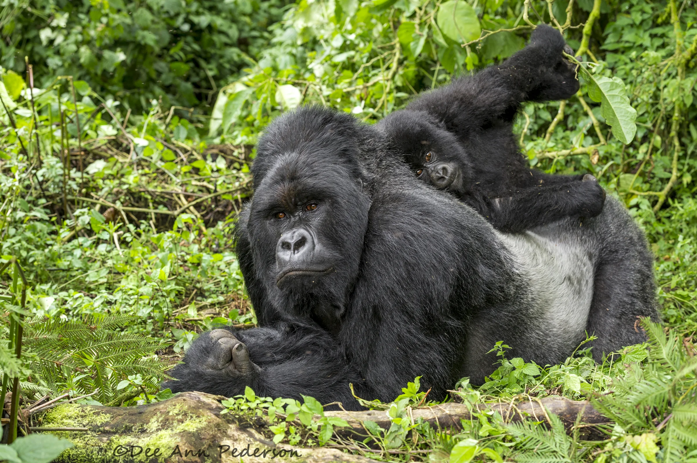 DPederson-EndangeredSpecies-Proud Of_D3S4365.jpg