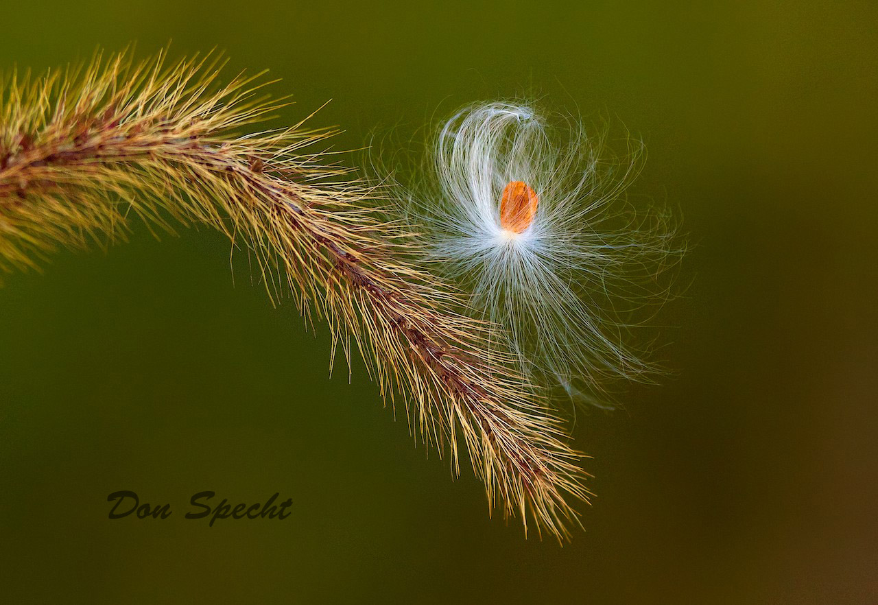 blowin in the wind.jpg